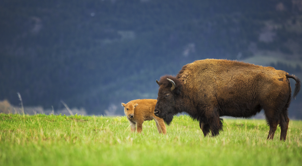 Fascinating Facts About Yellowstone National Park