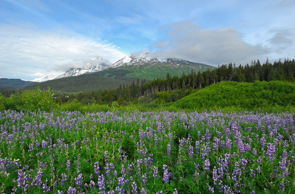 Wildflower Season in Alaska: A Floral Guide for Nature Travelers