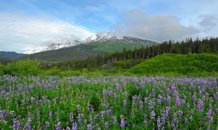Wildflower Season in Alaska: A Floral Guide for Nature Travelers