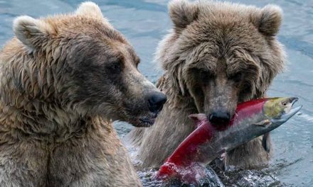 Fishing from the Falls: Our Best Grizzly Shots from Top Photographers