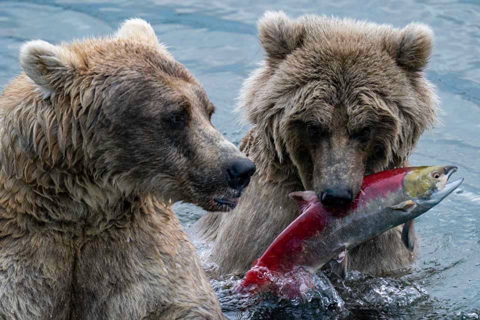 Fishing from the Falls: Our Best Grizzly Shots from Top Photographers