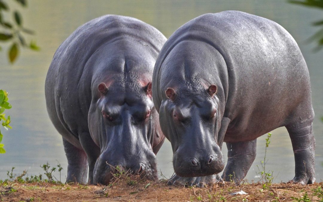 Pablo Escobar’s Hippos: Ecosystem Restorers and Legal Plaintiffs