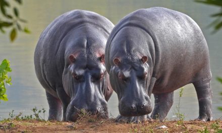 Pablo Escobar’s Hippos: Ecosystem Restorers and Legal Plaintiffs