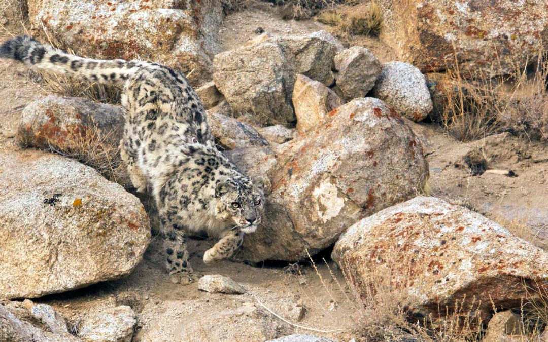 How to Get a Picture of a Wild Himalayan Snow Leopard