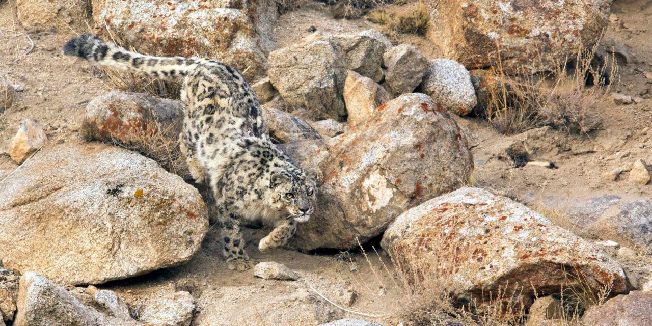 How to Get a Picture of a Wild Himalayan Snow Leopard