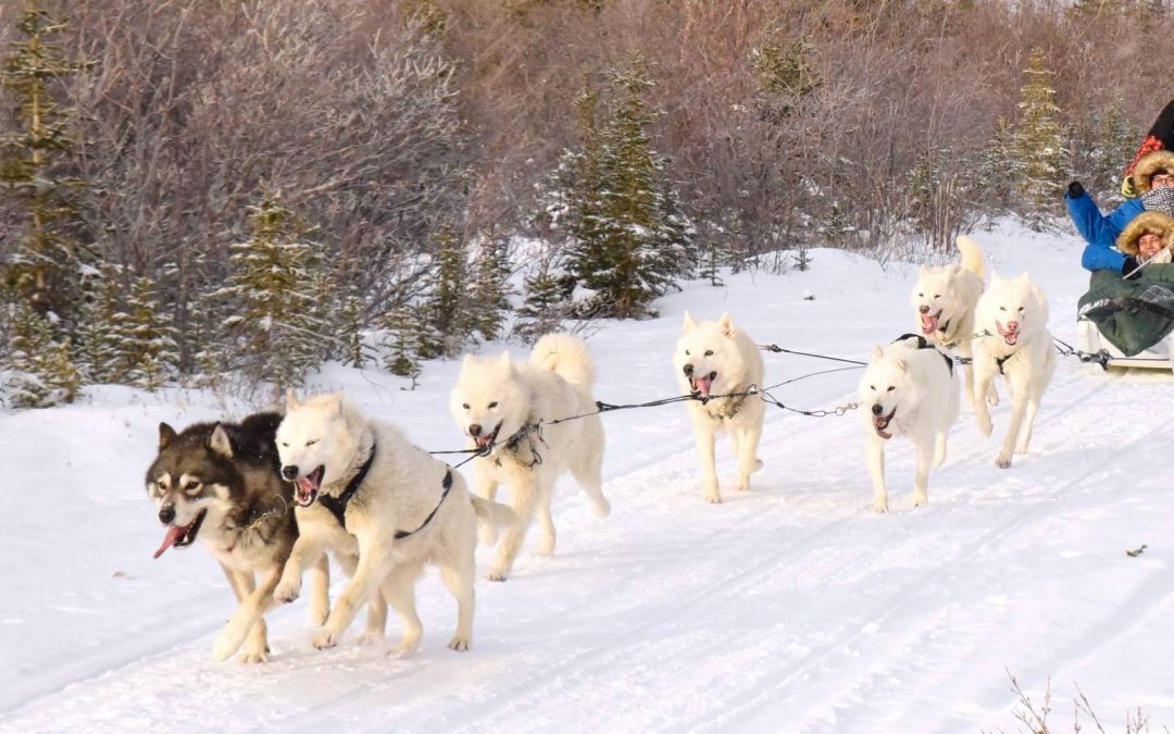 Dashing Through the Snow: Sled Dogs in the Canadian Arctic