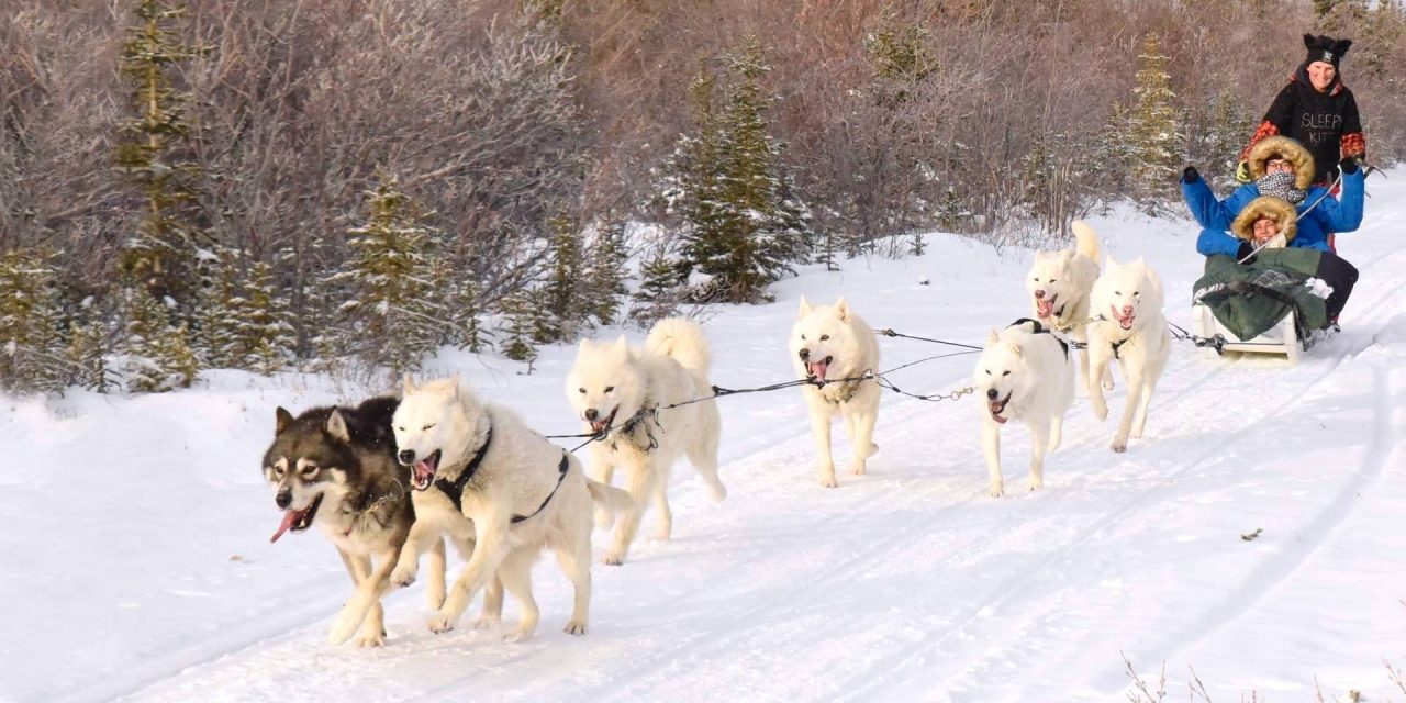 Dashing Through the Snow: Sled Dogs in the Canadian Arctic