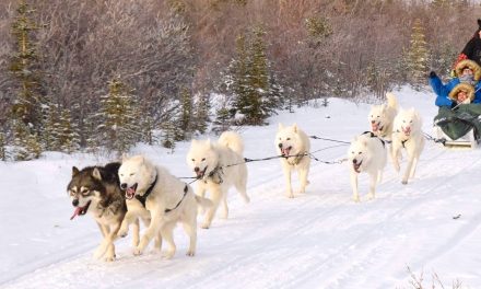 Dashing Through the Snow: Sled Dogs in the Canadian Arctic