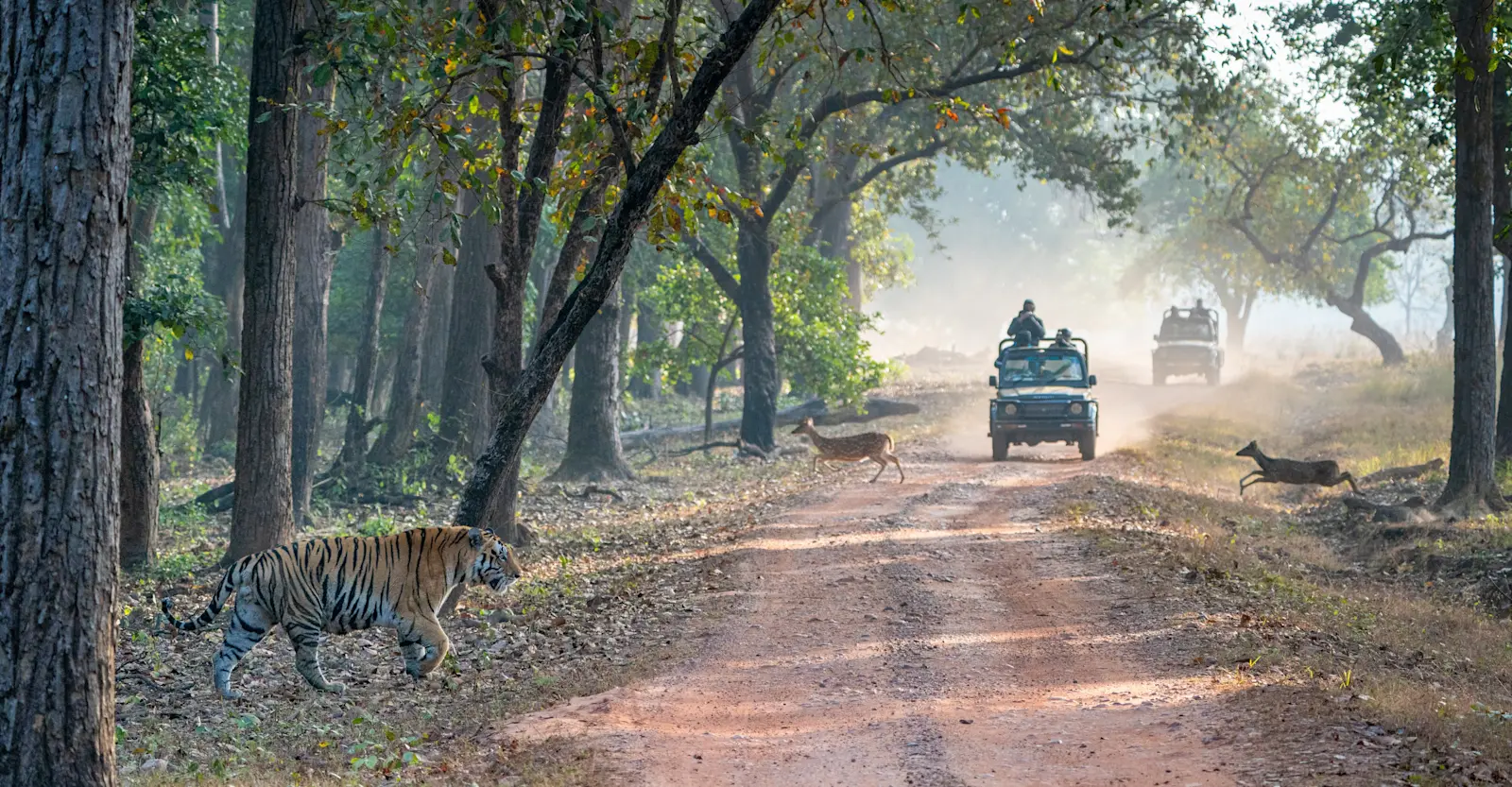 Tiger safari, Tadoba National Park, India.
