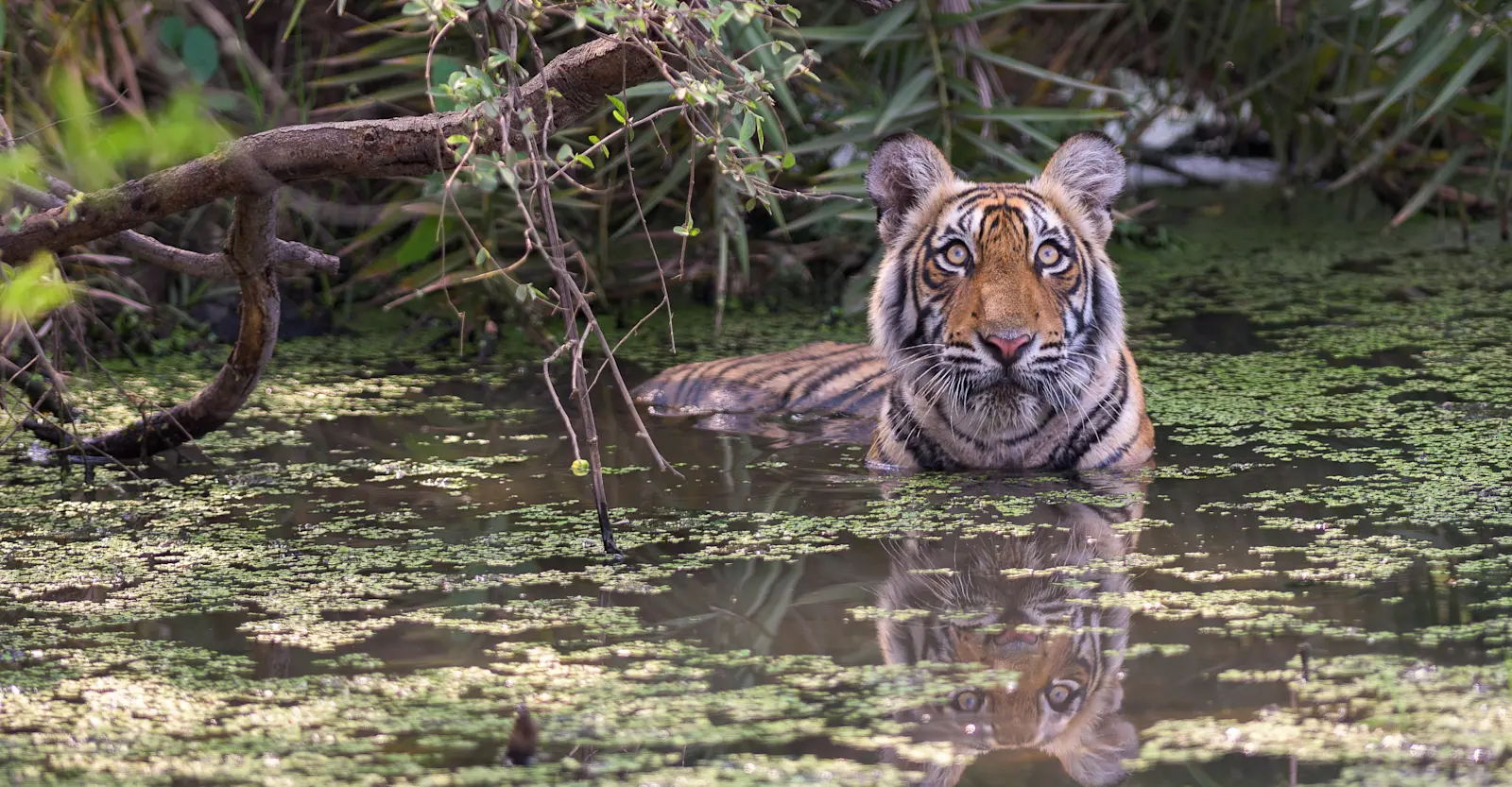 Bengal tiger, Tadoba National Park, India.