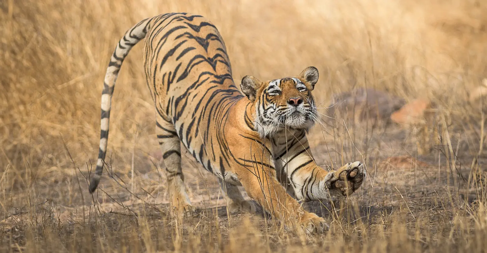 Bengal tiger, Tadoba National Park, India.