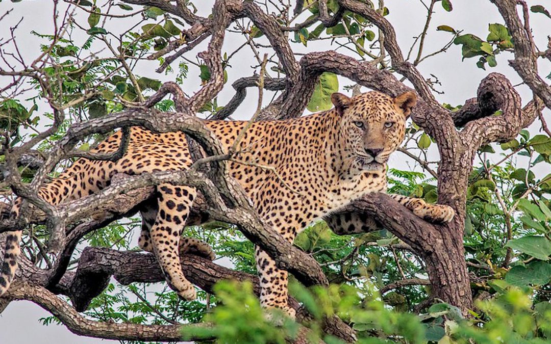 Christmas 2021: Coexisting with Cats, an India Story