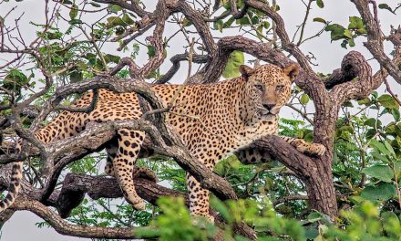 Christmas 2021: Coexisting with Cats, an India Story