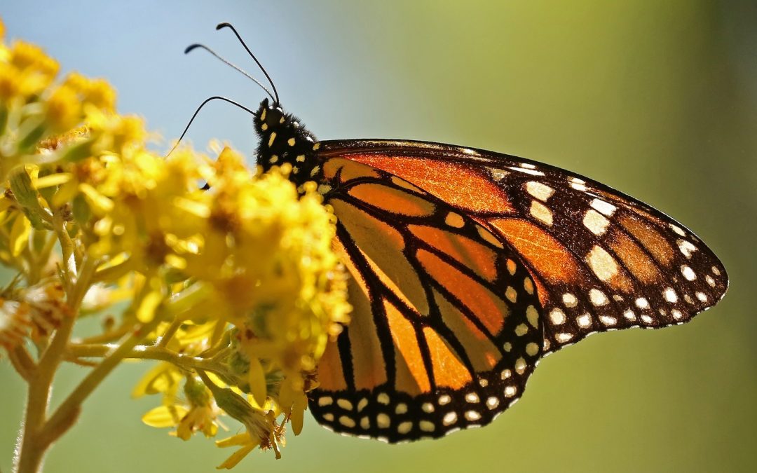 Why the Monarch Butterfly Migration Is Mexico’s Top Natural Wonder