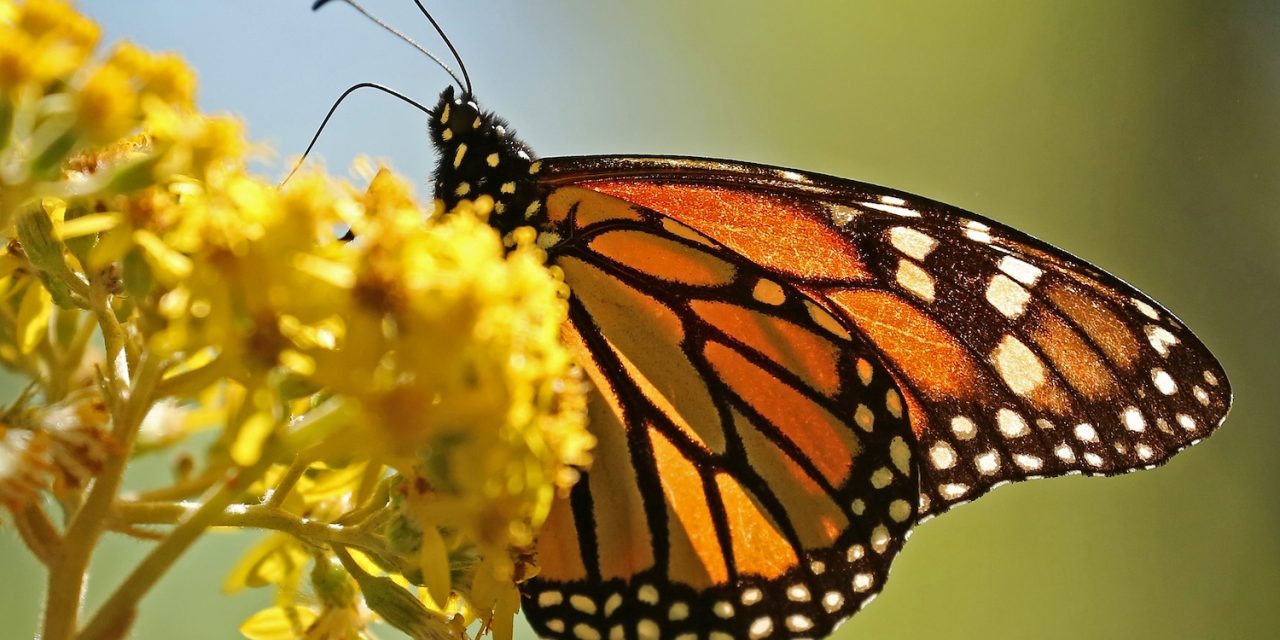 Why the Monarch Butterfly Migration Is Mexico’s Top Natural Wonder