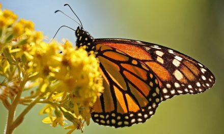 Why the Monarch Butterfly Migration Is Mexico’s Top Natural Wonder