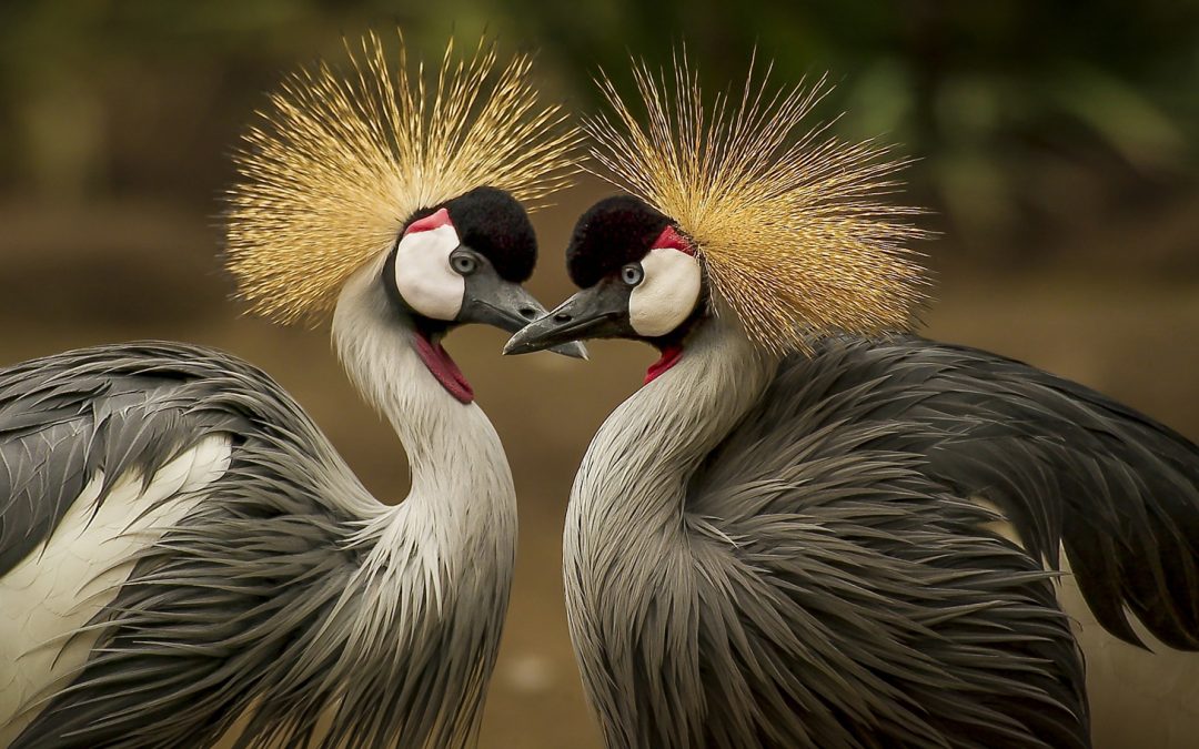 New Year 2022: The Other Lives That Live Alongside