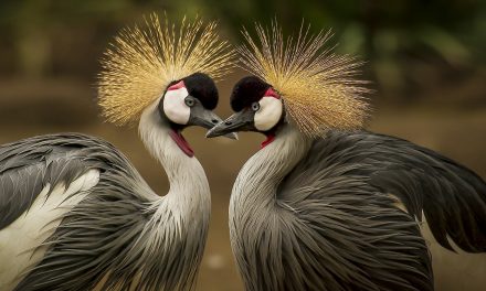 New Year 2022: The Other Lives That Live Alongside