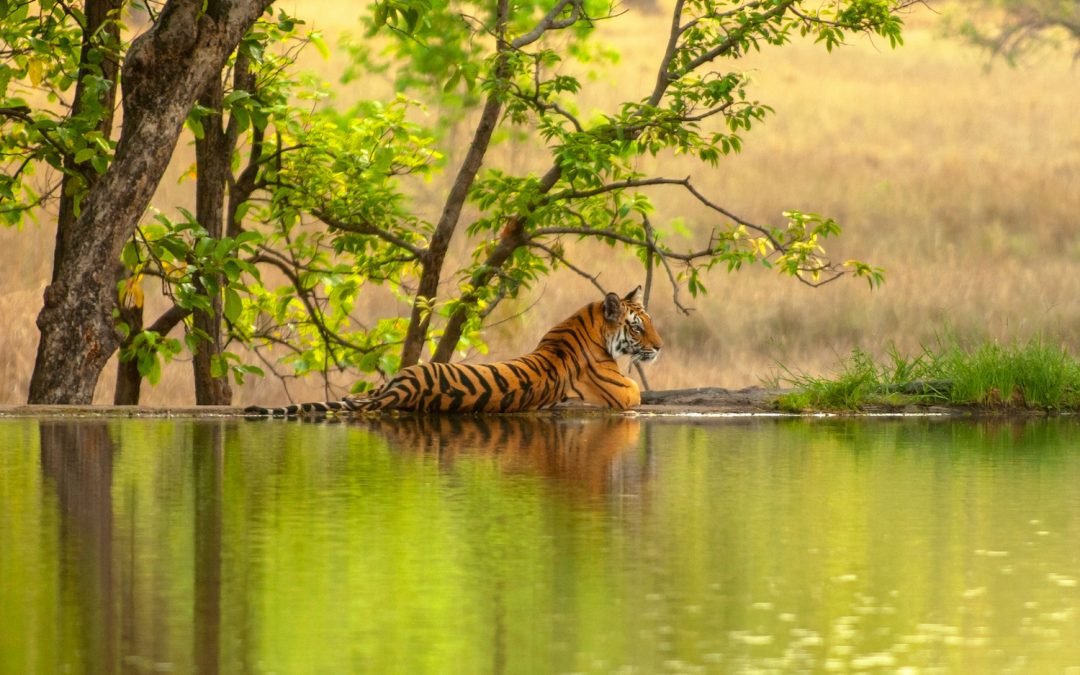 What It’s Like to Track an Indian Tiger in Ranthambore