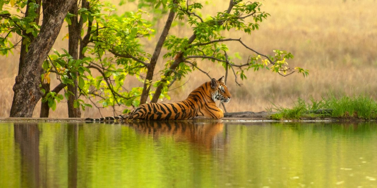 What It’s Like to Track an Indian Tiger in Ranthambore