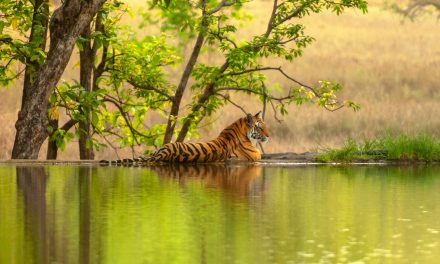 What It’s Like to Track an Indian Tiger in Ranthambore