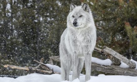 What Makes Yellowstone’s Wild Wolves So Captivating?