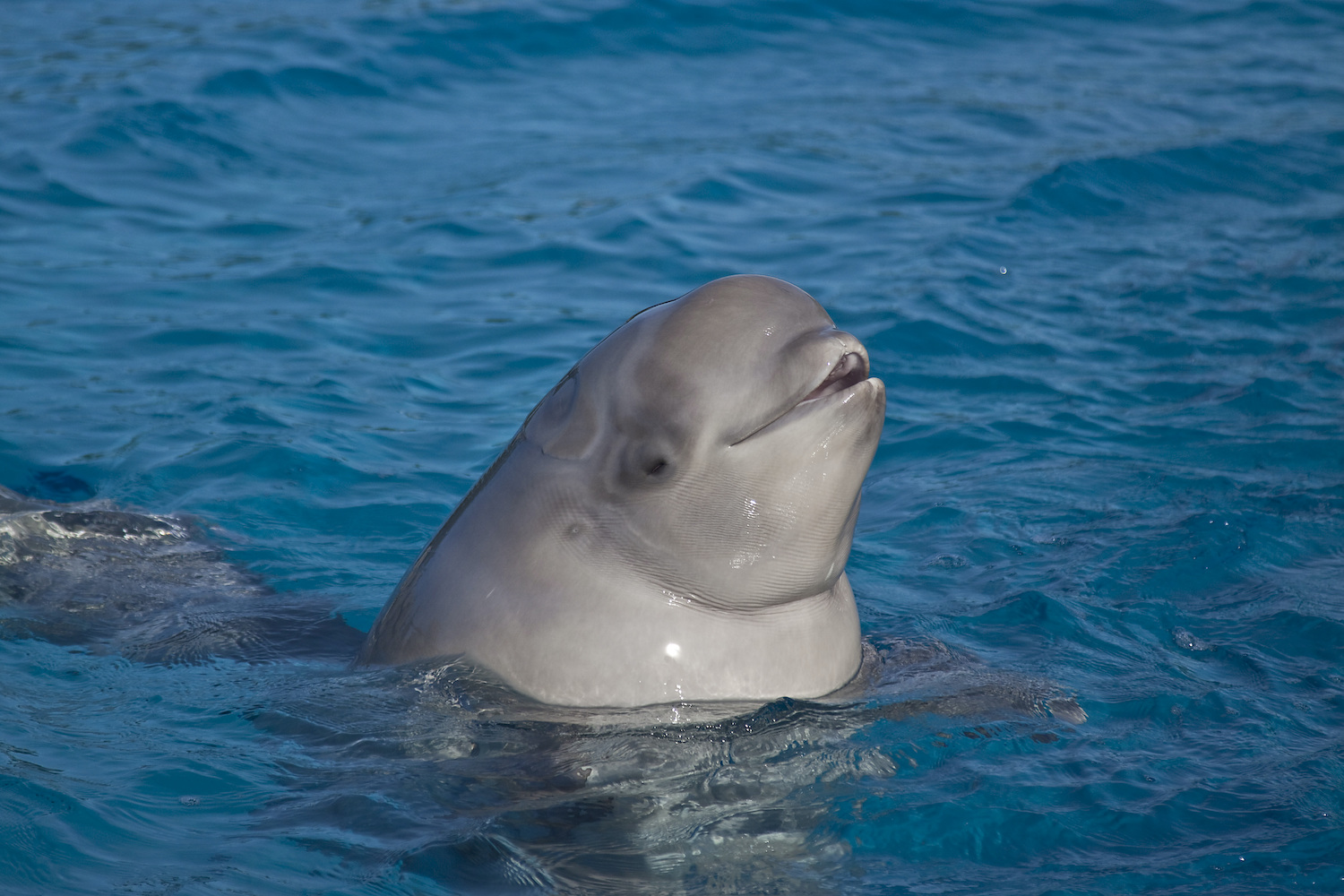 Beluga whale in Canada coming out of the water.