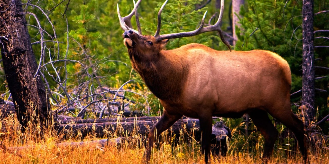 American Serengeti: Wildlife Wonders of Yellowstone