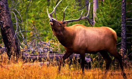 American Serengeti: Wildlife Wonders of Yellowstone