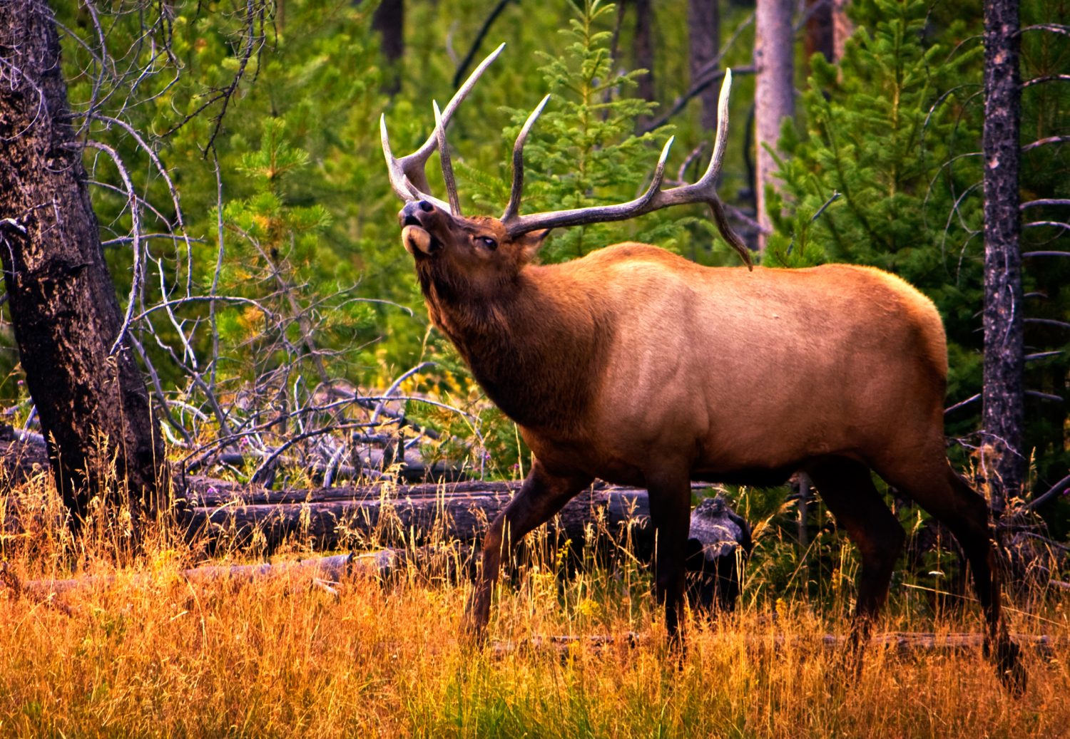 Bull elk bugling