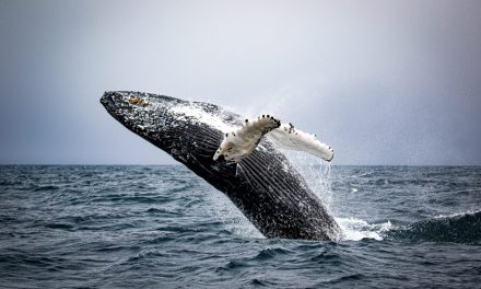 Discover the Top Places to See Animals in Iceland