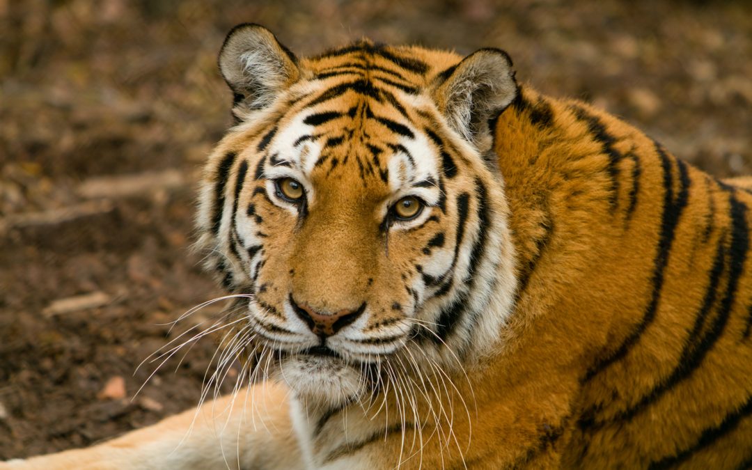 Conservation Success Stories from India’s National Parks