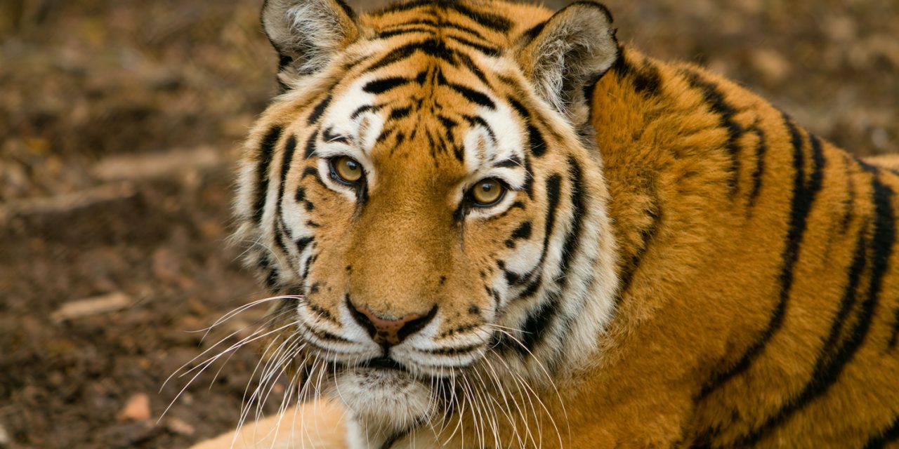 Conservation Success Stories from India’s National Parks