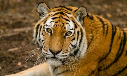 Conservation Success Stories from India’s National Parks