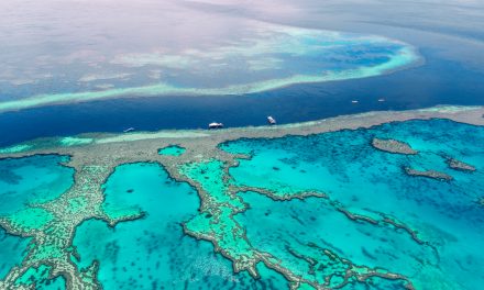 Lady Elliot Island: A Remote Marine Paradise in the Great Barrier Reef