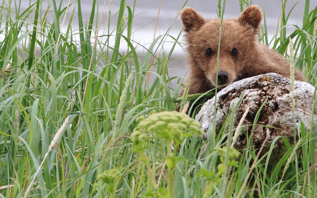 We’re Causing Wildlife to Shape-Shift