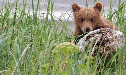 We’re Causing Wildlife to Shape-Shift