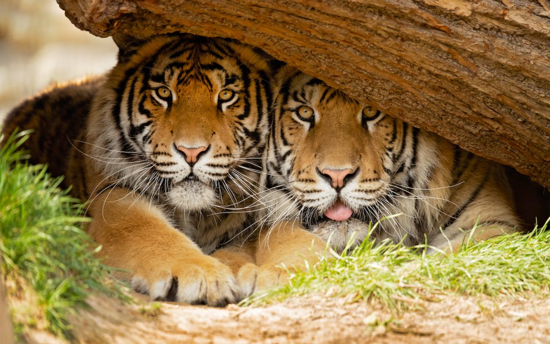 A Tiger Conservation Status Update from India
