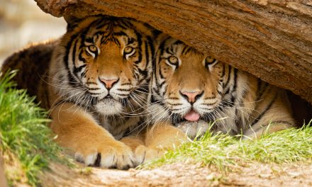 A Tiger Conservation Status Update from India