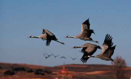 Bird Migration & the Changing Climate