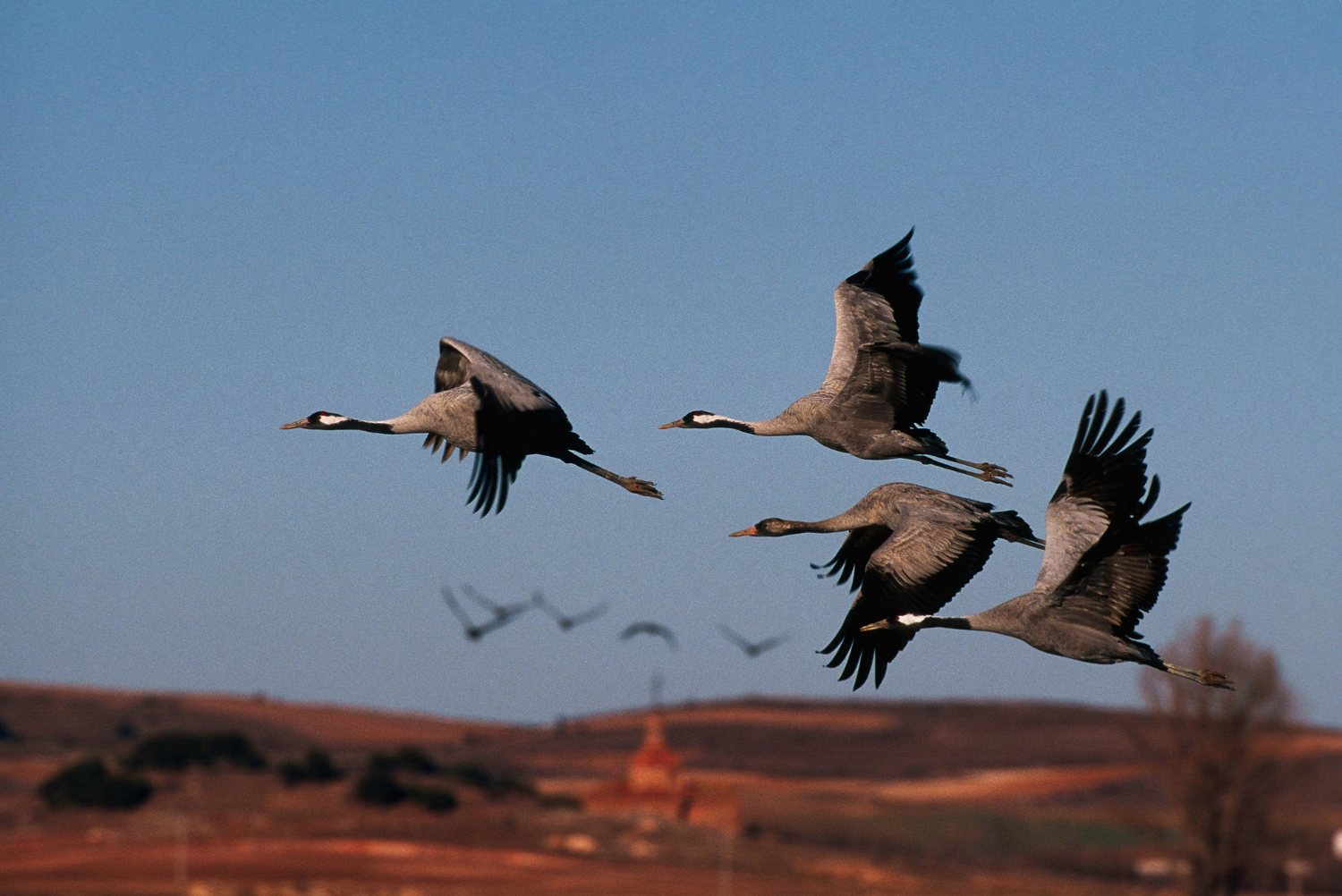 Group of cranes (Grus grus) flying over Gallocanta Lagoon, Spain.