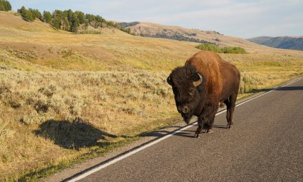 Why Large Mammals Thrive in the Greater Yellowstone Ecosystem