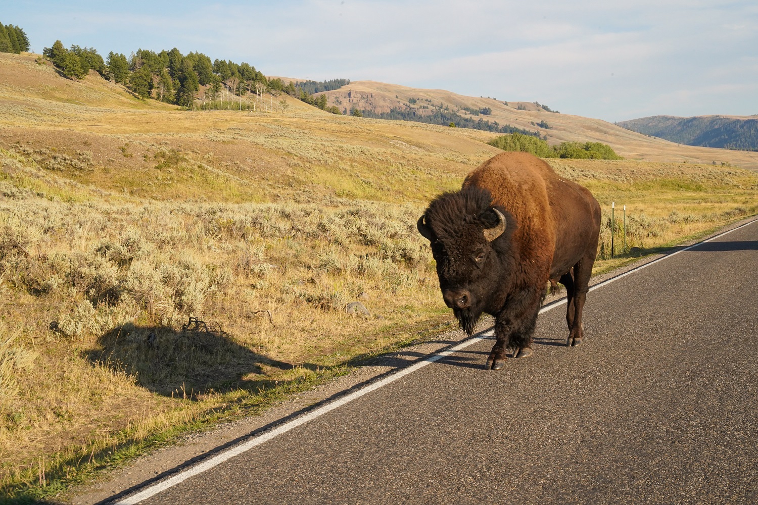 Yellowstone bison