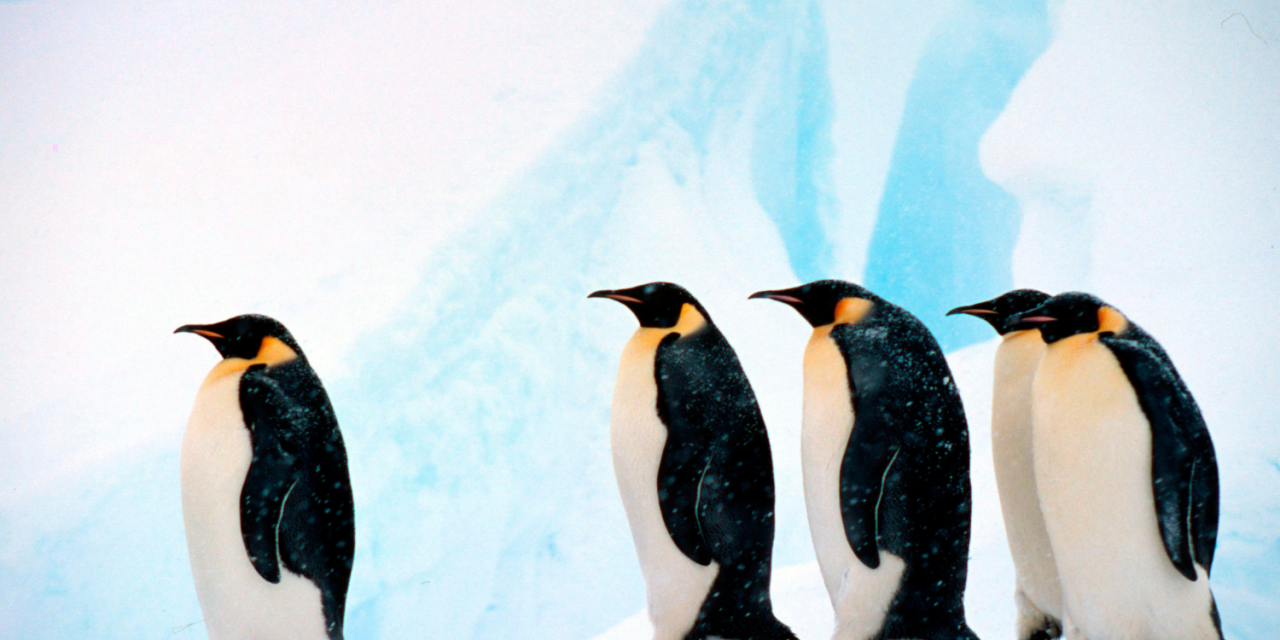 10 Fascinating Facts About Penguins