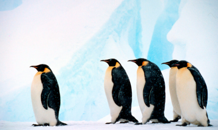 10 Fascinating Facts About Penguins
