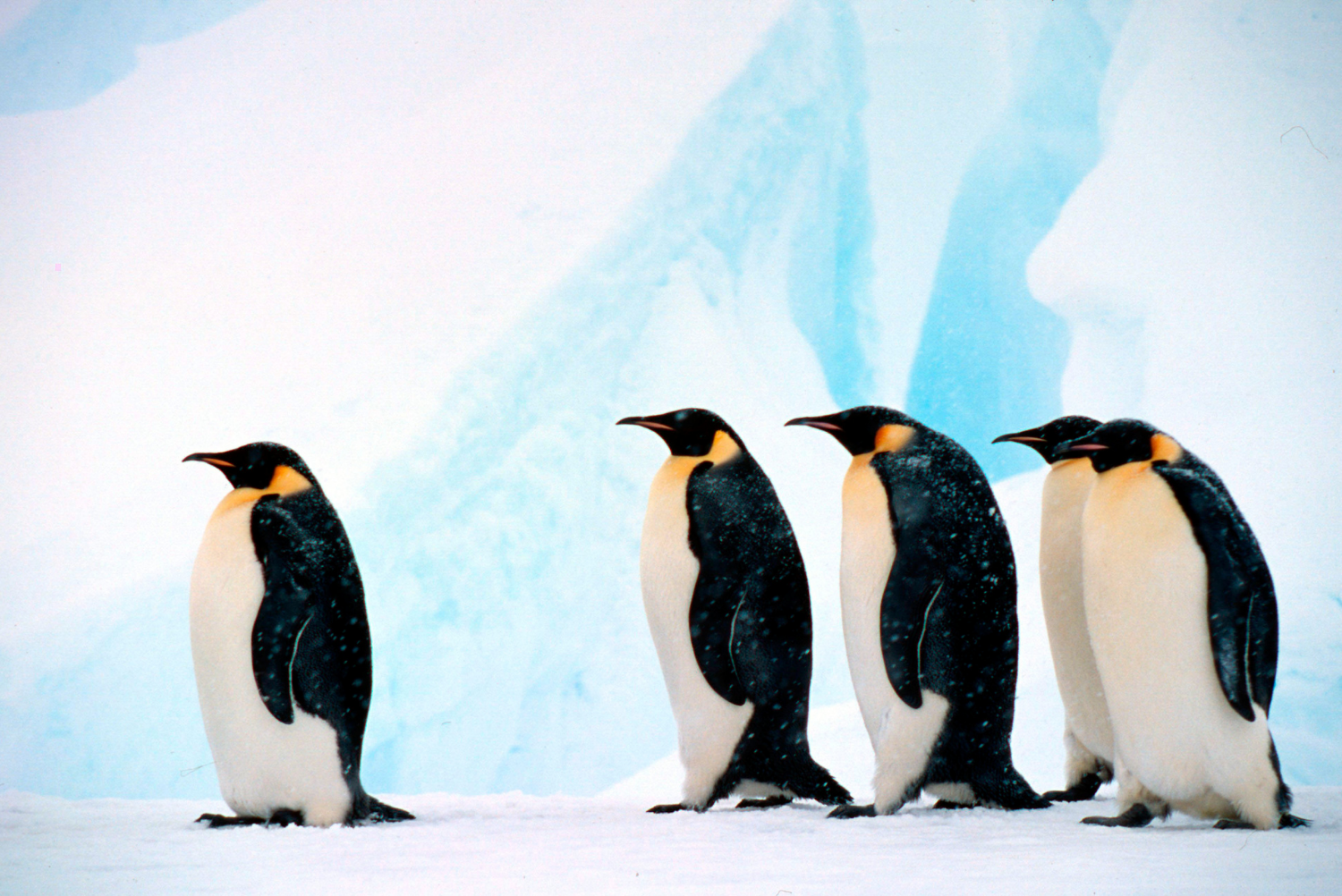 Aptenodytes forsteri Emperor penguin Group against background of blue ice Dawson-Lambton Glacier, Antarctica