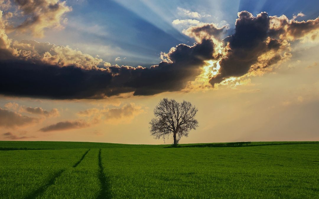 Trees: Our Best Defense Against Climate Change