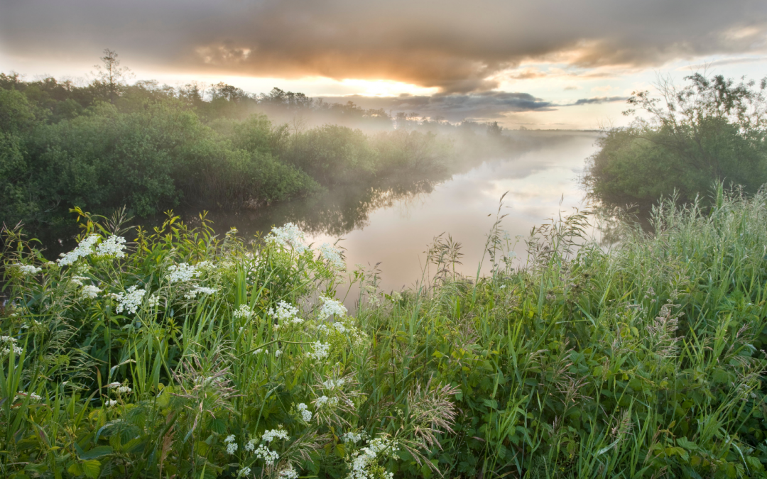 The World’s Natural Filter: Wetlands