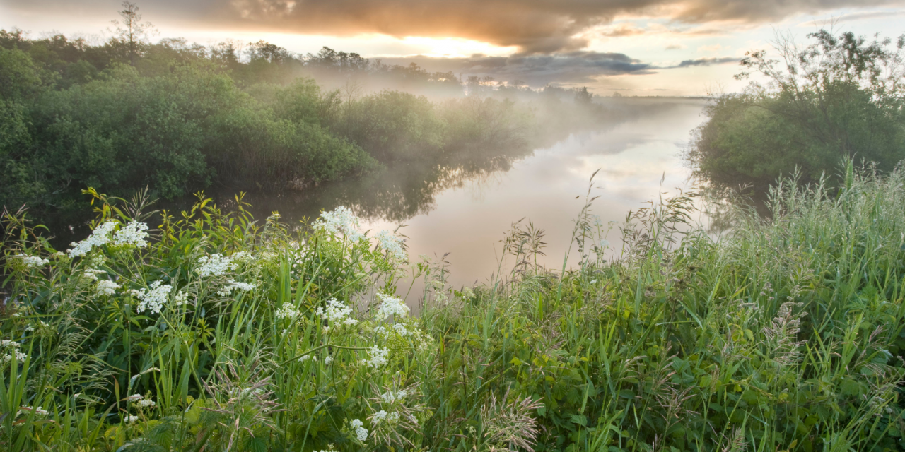 The World’s Natural Filter: Wetlands