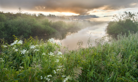 The World’s Natural Filter: Wetlands